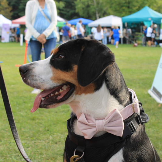 PHOTOS: Charming Canines - Dapper Dogs Embracing Their Inner Supermodel