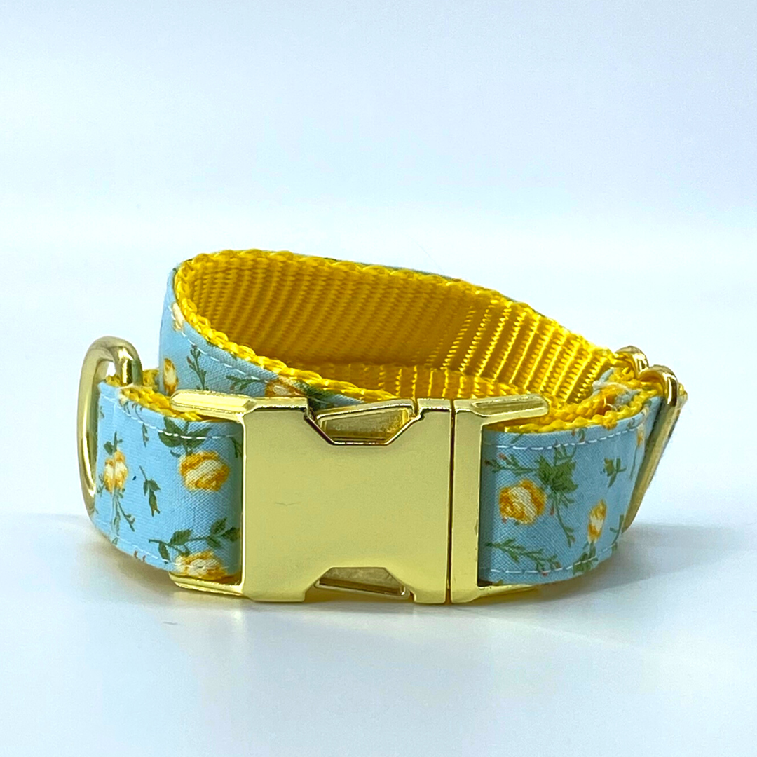 Blue and yellow dog collar 2025