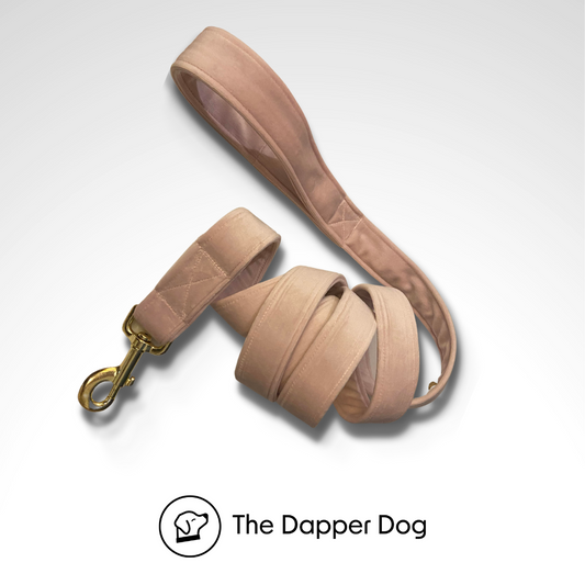 Dapper Dog Dog Receiver Collar